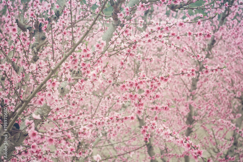 Peach blossom orchard texture - Pink, soft beautiful blossom of peach trees - Growth, change concept, hanami season - Japanese blossom festival - Colorful background of blooming cherry trees
