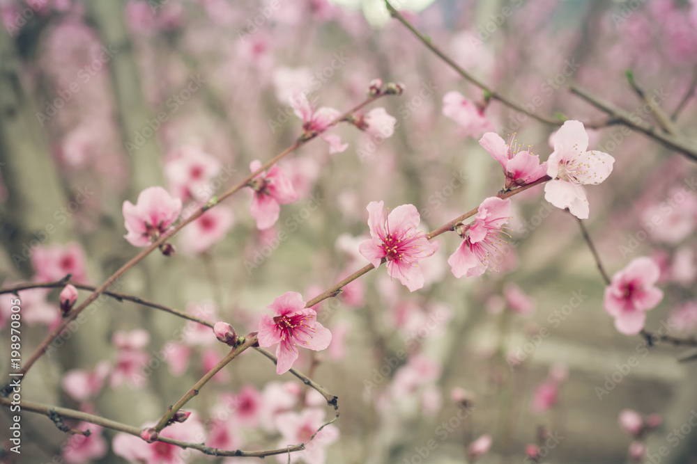 Peach blossom orchard texture - Pink, soft beautiful blossom of peach trees - Growth, change concept, hanami season - Japanese blossom festival: colorful background of blooming cherry trees, close up Peach blossom orchard texture - Pink, soft beautiful blossom of peach trees - Growth, change concept, hanami season - Japanese blossom festival: colorful background of blooming cherry trees, close up