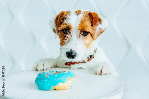Jack russell terrier dog want to eat a donut. Sweet Doughnut dreams. White polygonal background. Pup looking at camera