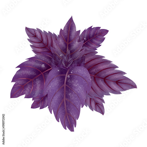 Illustration of a Bundle of red Basil. Purple leaves isolated on white background.