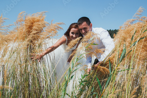 Beautiful laughing wedding couple is having fun in reeds near the lake. Hot weather summer photo shoot. Romantic sunny photo. Bride in white puffy dress and groom are smiling.