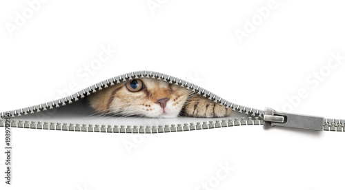 Fototapeta Naklejka Na Ścianę i Meble -  funny cat behind open zipper isolated on white