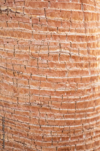 bark of a young palm tree, close-up with a defocus
