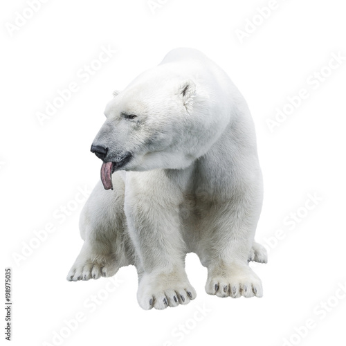 Funny big polar bear showing a tongue isolated at white background