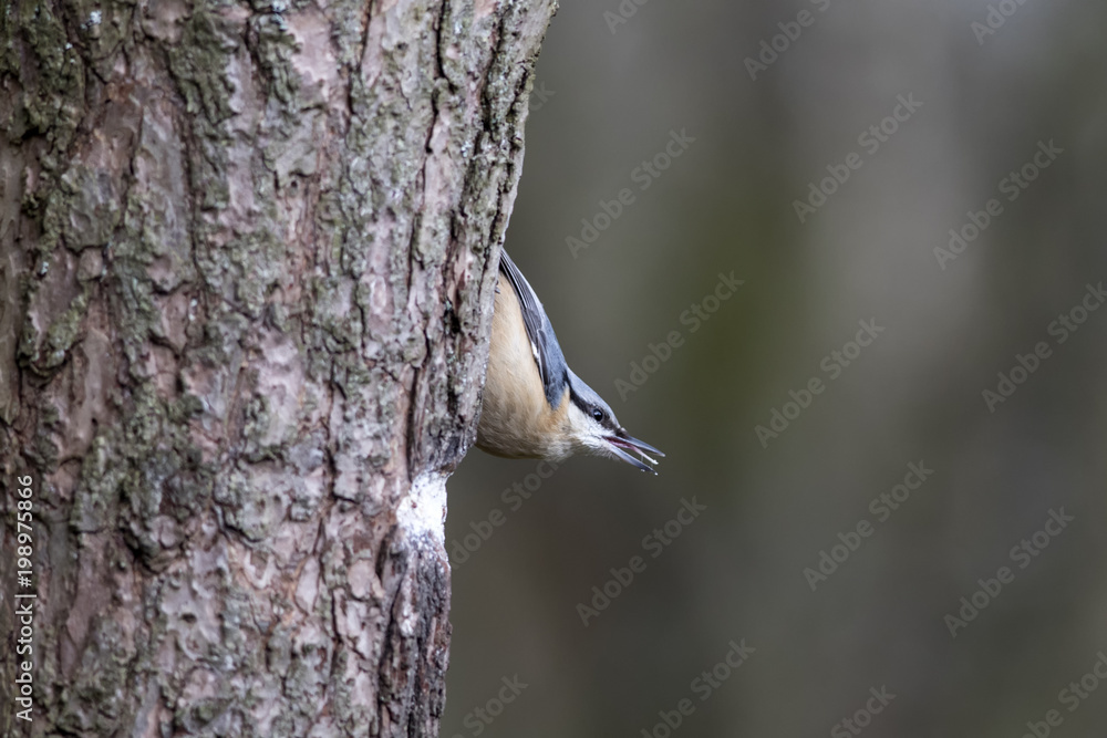 Nuthatch (Sitta europaea) on side of tree Nuthatch (Sitta europaea) on side of tree