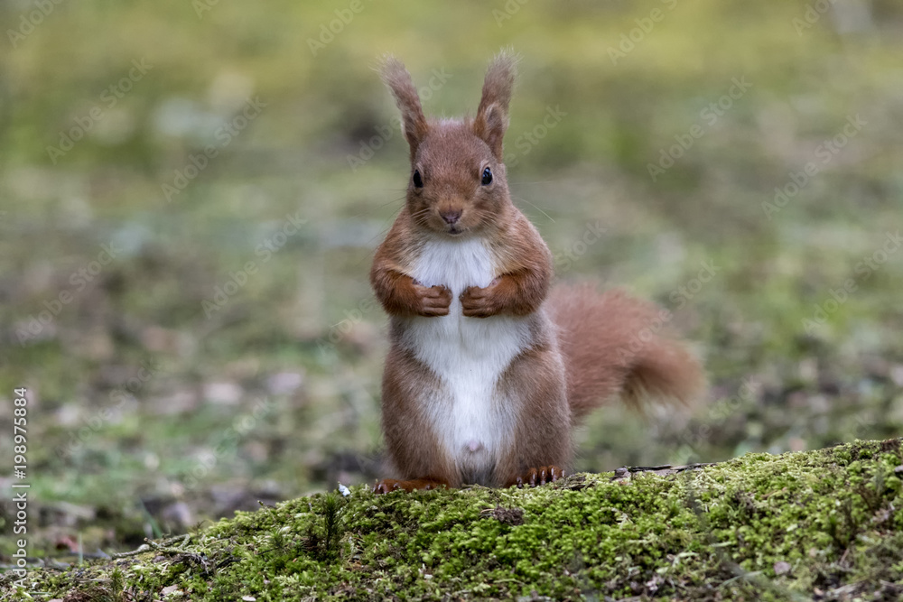 Red Squirrel (Sciurus vulgaris) standing up clutching stomach Red Squirrel (Sciurus vulgaris) standing up clutching stomach
