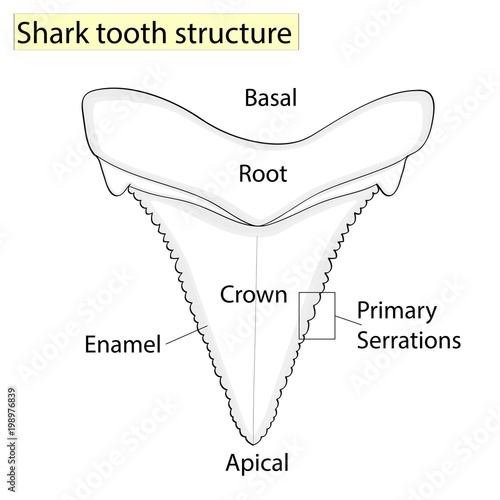 Archaeology, Ichthyology. Structure tooth shark isolated on a white background. Dental, medicine and fish. anatomical design