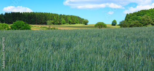 Green wheat field and blue sky.
