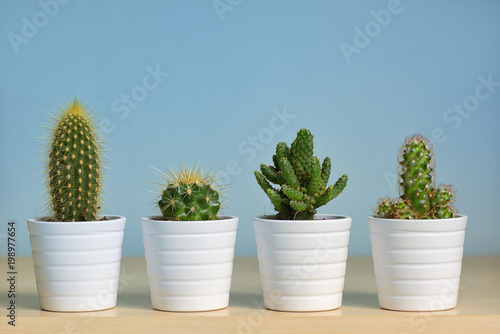 Different types of cactus in pots