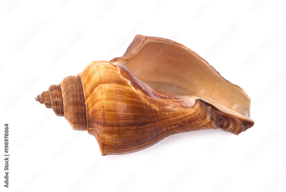Sea shell on white background Sea shell on white background