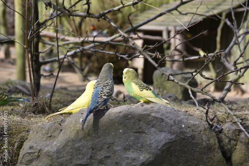 Fototapeta Wellensittich-Besprechung 2
