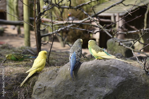 Fototapeta Wellensittich-Besprechung