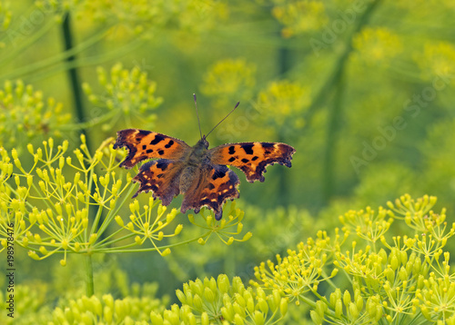 butterfly, comma