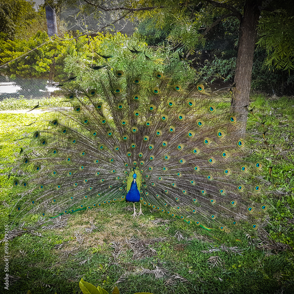 Obraz premium beautiful vivid peacock full open feather