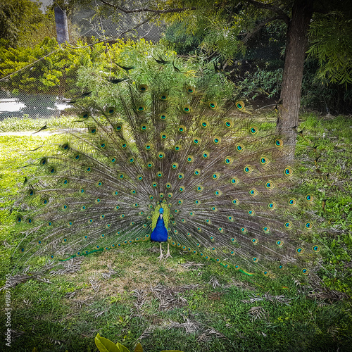 beautiful vivid peacock full open feather