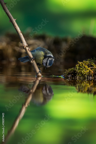 Blue tit on a straw with reflection photo