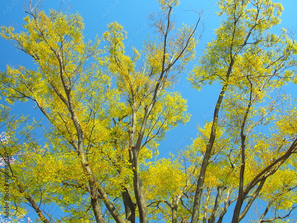芽吹きの欅と青空 芽吹きの欅と青空