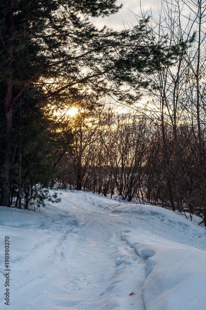 Traces of snowmobile in the woods at sunset rays of the sun Traces of snowmobile in the woods at sunset rays of the sun