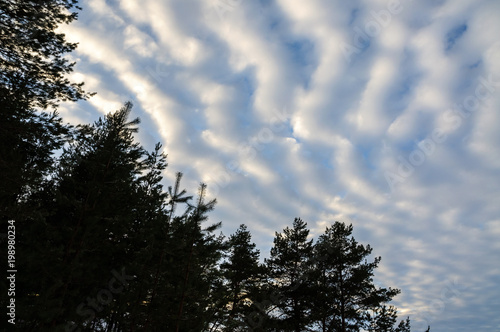 Beautiful clouds over the tops of pine trees