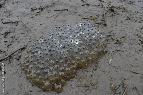 Grasfrosch-Laichballen (Rana temporaria) auf einem nassen Feldweg bei Kaldenkirchen (Krickenbecker Seen) photo