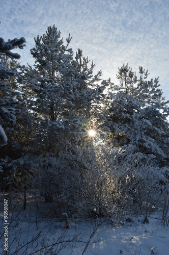 the sun's rays through the branches of pines