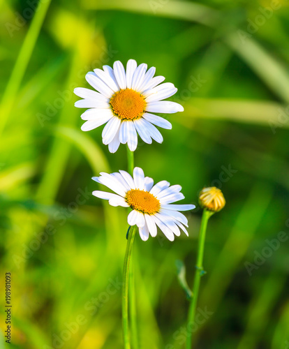 two daisies in a field  close-up photo