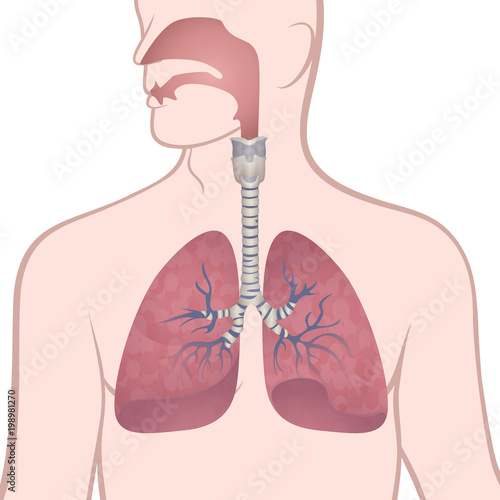 human lungs, trachea and nasopharynx
