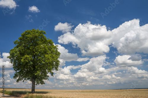 Walnussbaum  Juglans regia  und Wolkenhimmel