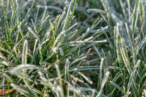 Bodenfrost am morgen auf Gras
