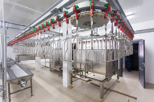 Technological line for primary processing of poultry, chicken carcasses 