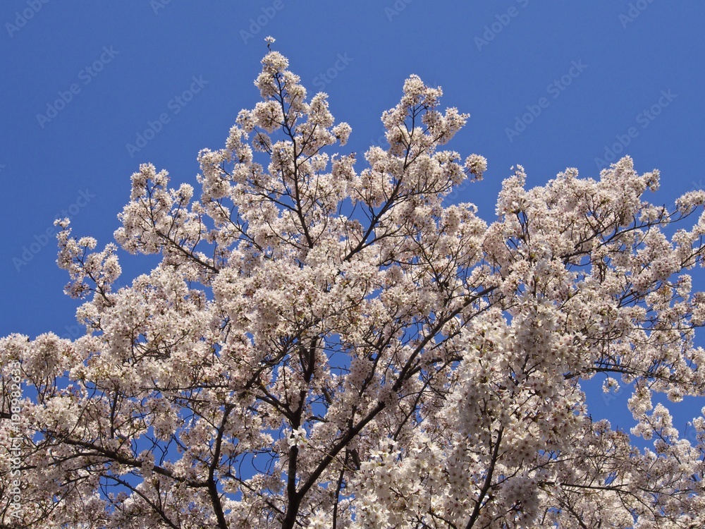 青空下の桜