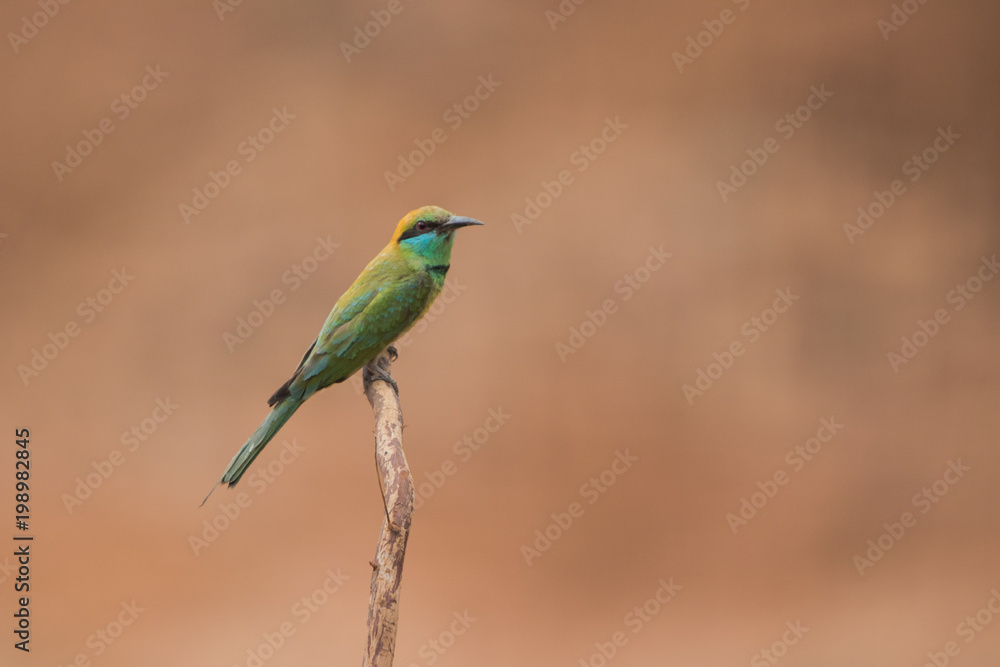 Little bee-eater