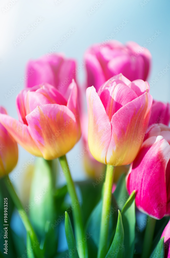 Pink tulip background
