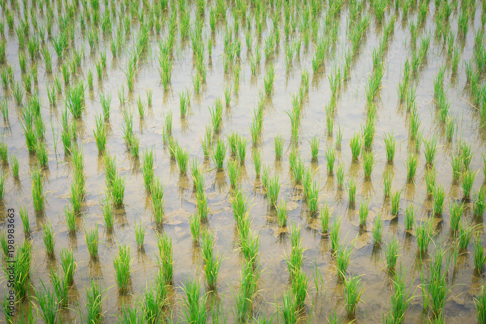 Young rice sprout ready to growing in the rice field at Countryside of Thailand. Young rice sprout ready to growing in the rice field at Countryside of Thailand.