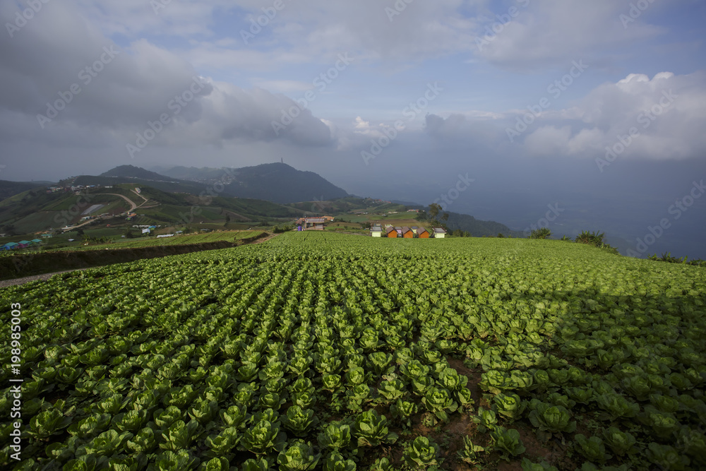 Cabbage is planted around. On the cold plateau all year round on PhuThapBoek Thailand. Cabbage is planted around. On the cold plateau all year round on PhuThapBoek Thailand.