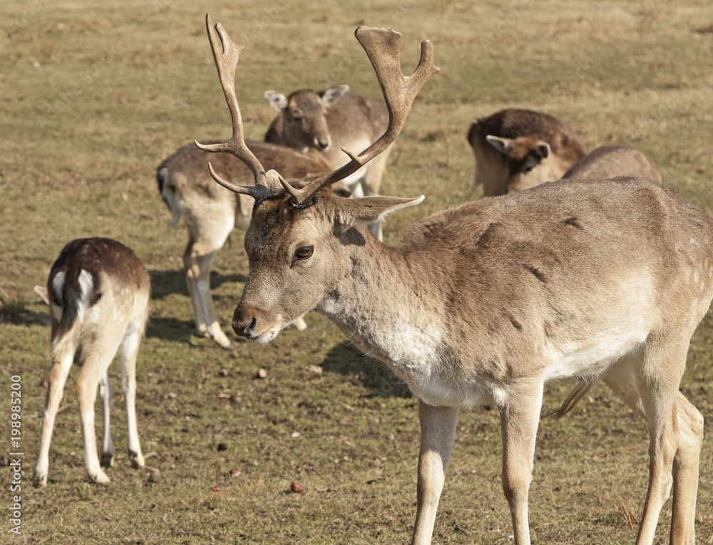 einer Junger Damhirsch beim grasen einer Junger Damhirsch beim grasen