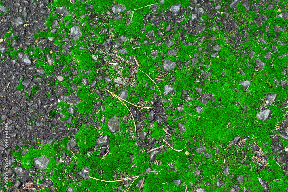 Grey asphalt texture with bright green moss Grey asphalt texture with bright green moss