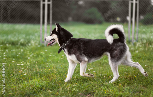 The dog of breed Huskies runs on a grass