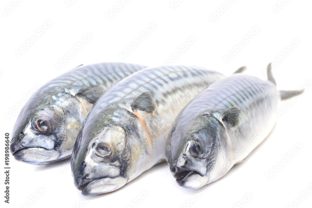 Fototapeta premium Fish mackerel