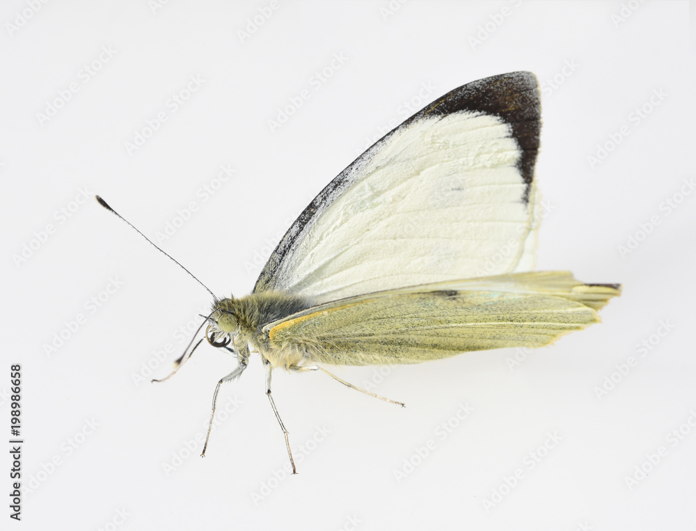 Fototapeta premium Kapusta biała, Pieris, motyl