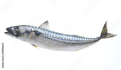 Fish mackerel