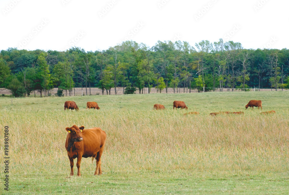 Free range brown cows on a field near a forest