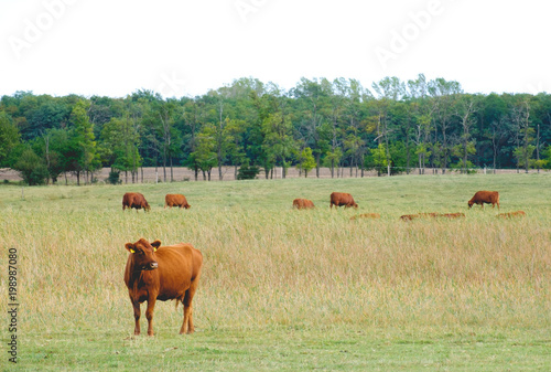 Free range brown cows on a field near a forest