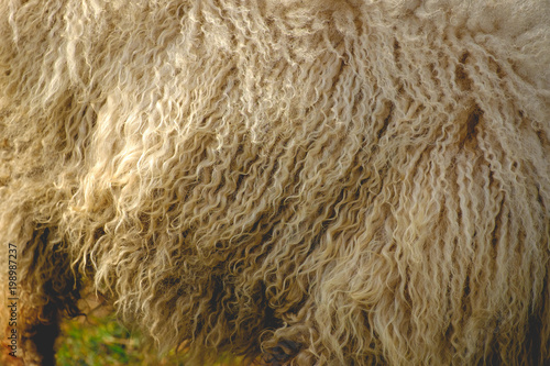 Closeup of curly wool on a sheep