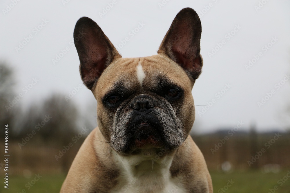 french bulldog head portrait in the garden