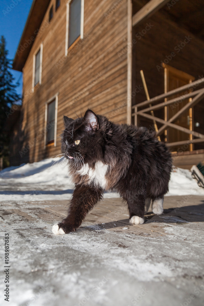 black and white cat walking on snow in the village