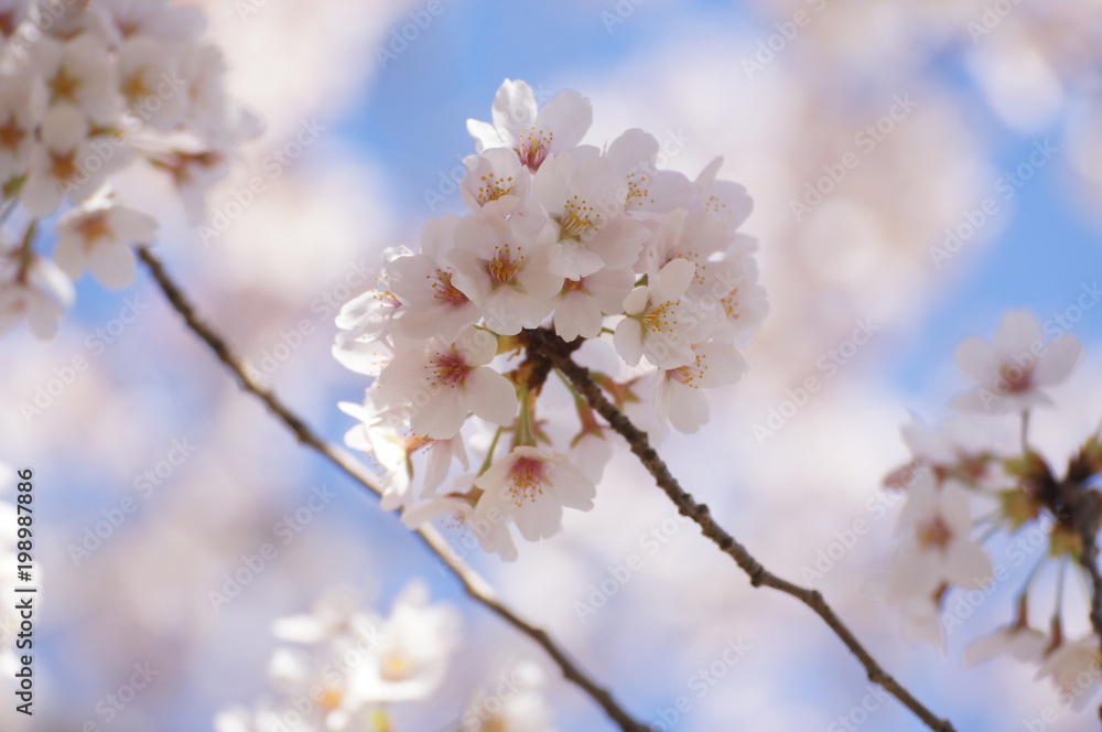 桜 染井吉野 桜 染井吉野