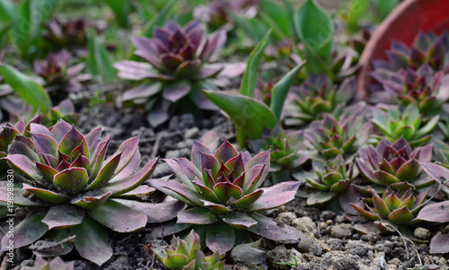 Sempervivum tectorum. Common Houseleek in the spring soil. Great healthy plant for herbal medicine. Alpine slide evergreen, frost-resistant perennial plant growing in flower pot and open ground. 