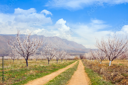 Apricot farm during sping season against Vayk mountain range, Vayots Dzor Province, Armenia