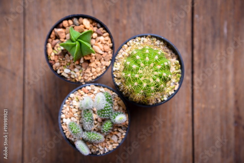 cactus on wood Still Life , Three Cactus Plants on Vintage Wood Background Texture photo